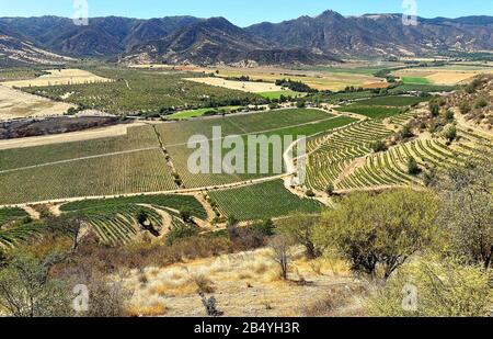 Vigneti, filari di uva; visione della valle, colline, scena rurale, Sud America; Vina Santa Cruz, Valle Colchagua; Cile; estate Foto Stock