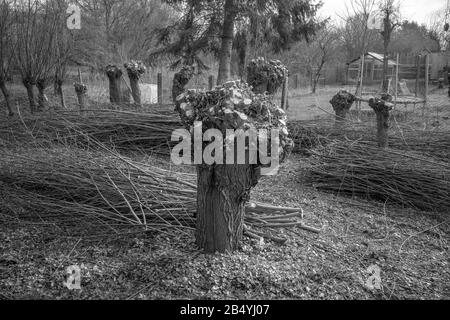 piccoli alberi salici sono stati tagliati in primavera e il taglio è accanto a loro Foto Stock