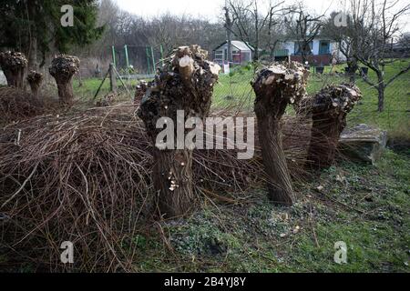 piccoli alberi salici sono stati tagliati in primavera e il taglio è accanto a loro Foto Stock