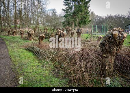 piccoli alberi salici sono stati tagliati in primavera e il taglio è accanto a loro Foto Stock