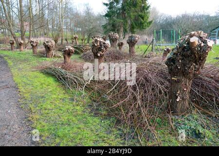 piccoli alberi salici sono stati tagliati in primavera e il taglio è accanto a loro Foto Stock