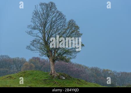 Un albero isolato su una piccola collina vista dai terreni della Hill Top Beatrix Potter House, vicino a Sawrey, Lake District National Park, Cumbria, Inghilterra. Foto Stock