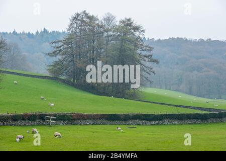 Un gruppo di alberi circondati da erba verde e pecore viste dai terreni della Hill Top Beatrix Potter House, vicino a Sawrey, Lake District, Cumbria, Regno Unito Foto Stock