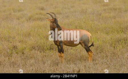 Topi (nome scientifico: Damaliscus lunatus jimela o 'Nyamera' in Swaheli) nel Parco Nazionale del Serengeti, Tanzania Foto Stock