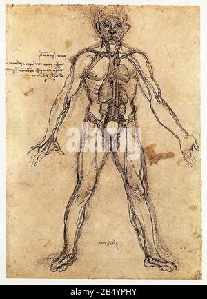 Leonardo da Vinci. Figura anatomica che raffigura cuore, polmoni e arterie principali. 1493 Foto Stock