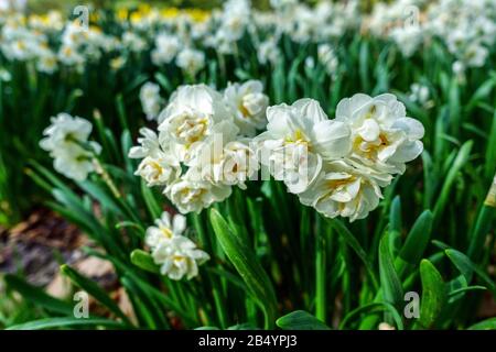 Doppia Narciso Di Daffodil 'Corona Nuziale' Foto Stock