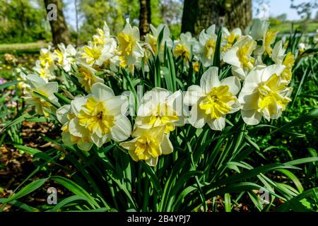 Papillon Narcissus "Broadway Star" con copertura a Spalato, giardino dei narcisi Foto Stock