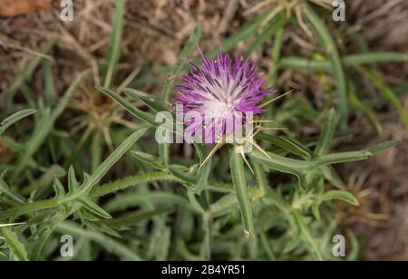 Stella ruvida-thistle, Centaurea aspera, in fiore in autunno. Spagna. Foto Stock