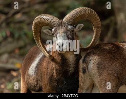 Muflone, Ovis orientalis musimon, - l'antenato della pecora moderna. Maschio con avvisatori acustici Foto Stock