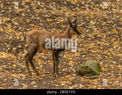 Camoscio o Izard dei Pirenei, Rupicapra pirenaica, nel bosco, Pirenei spagnoli. Foto Stock