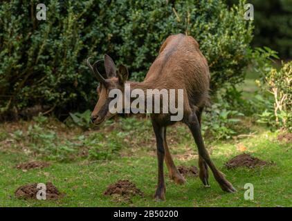 Camoscio dei Pirenei adulti, Rupicapra pyrenaica, o Izard, al pascolo nella prateria montana, Pirenei. Foto Stock