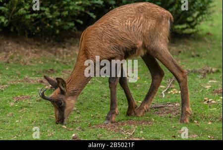 Camoscio dei Pirenei adulti, Rupicapra pyrenaica, o Izard, al pascolo nella prateria montana, Pirenei. Foto Stock