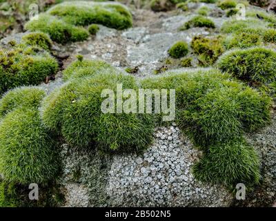 Muschio e licheni vegetazione macro dettagli su una roccia su sfondo sfocato Foto Stock