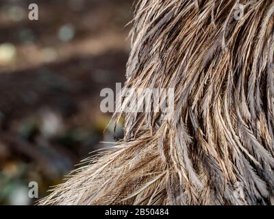 piume dettaglio emu testa Foto Stock