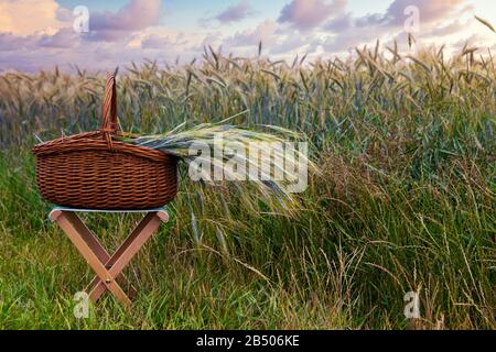 cesto con grano sullo sgabello davanti al campo di mais e cielo nuvoloso Foto Stock