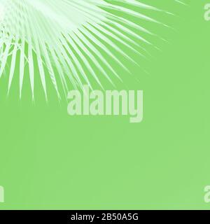 Foglie di palma bianche su sfondo verde chiaro. Concetto minimo. Spazio di copia Foto Stock