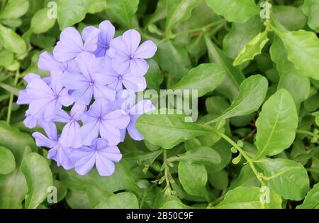 Splendidi fiori, mazzo di blu Plumbago del capo o Cape Leadwort Fiori con foglie di colore verde per la decorazione del giardino. Foto Stock