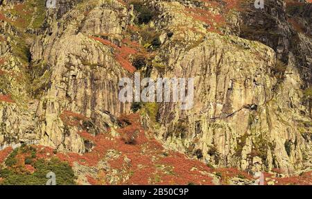 Arrampicatori di roccia sulle scogliere sotto il Langdale Pikes Foto Stock