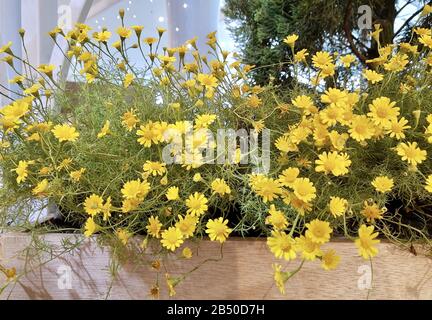 Burro brillante E Bello Daisy o Little Yellow Star Fiori in un vaso di legno, Segni di primavera e estate. Foto Stock