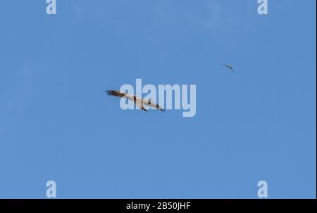 L'aquila di Bonelli, Aquila fasciata, in volo in autunno con un Crag Martin, contro un cielo blu, nel nord della Spagna. Foto Stock