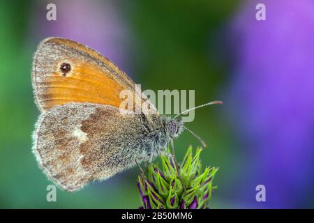 Kleines Wiesenvögelchen (Coenonympha Pamphilus) Piccolo Heath • Baden-Württemberg, Deutschland Foto Stock