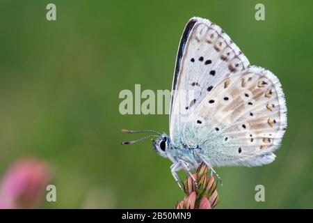 Silbergrüner Bläuling (Polyommatus coridon) Chalkhill blu • Baden-Württemberg, Deutschland Foto Stock