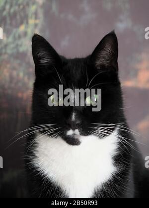 primo piano della testa di un gatto tuxedo bianco e nero con occhi verdi Foto Stock