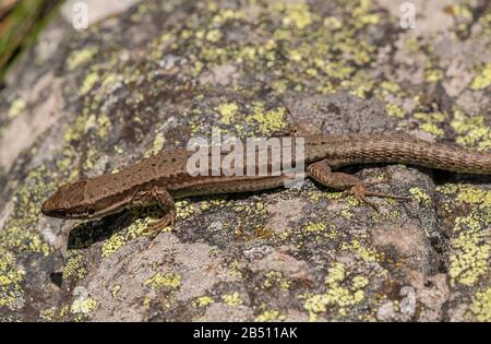 Lizard comune, Zootoca vivipara crogiolarsi al sole, Pirenei spagnoli. Foto Stock