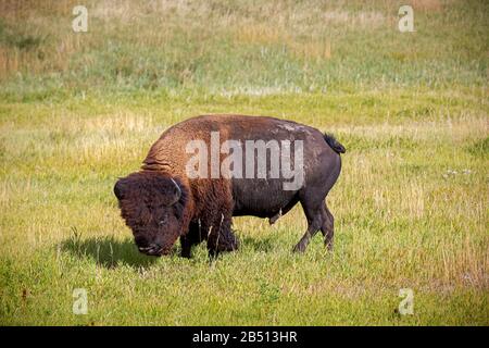 SD00311-00...SOUTH DAKOTA - Bison vicino a Sage Creek Rim Road nel Badlands National Park. Foto Stock