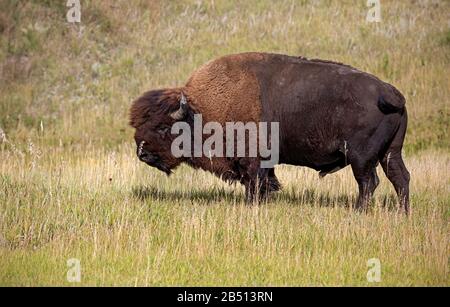 SD00312-00...SOUTH DAKOTA - Bison vicino a Sage Creek Rim Road nel Badlands National Park. Foto Stock