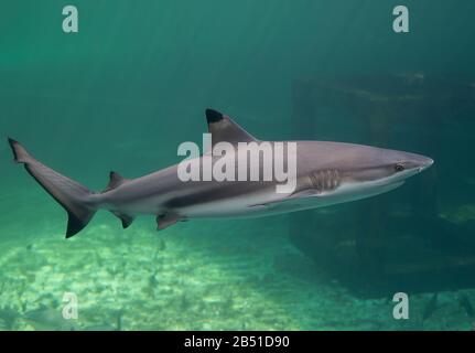 Blacktip Reefs squalo nuotare in verde profondo sotto l'acqua con luce solare. Foto Stock