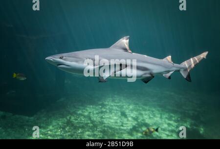 Blacktip Reefs squalo nuotare in verde profondo sotto l'acqua con luce solare. Foto Stock