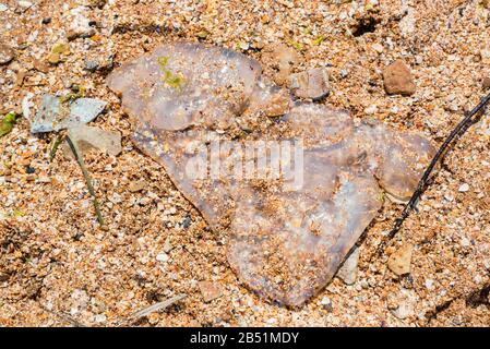 La vista ravvicinata del meduse morto rimane sulla spiaggia di sabbia del mare Foto Stock