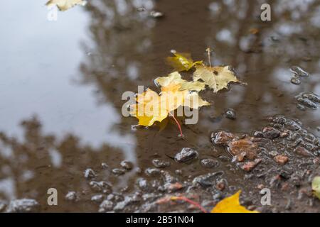 Foglie di autunno sulle foglie di acero pouddle.Yellow che giacciono nell'acqua still di un concetto di stagione puddle.Fall. Immagine di atmosfera di autunno. Tonificazione Instagram Foto Stock