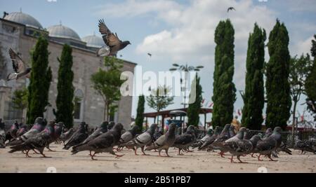 Incantevole uccelli piccione , colombe della città da vivere in un ambiente urbano Foto Stock