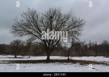 Paesaggio leggermente nevoso e topografia nera degli alberi, la neve in inverno Foto Stock