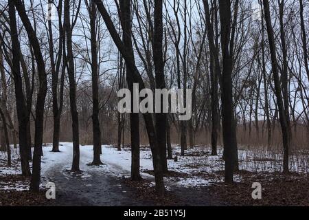 Paesaggio leggermente nevoso e topografia nera degli alberi, la neve in inverno Foto Stock