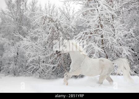 Cavallo bianco arabo - galoppante sul paddock invernale Foto Stock