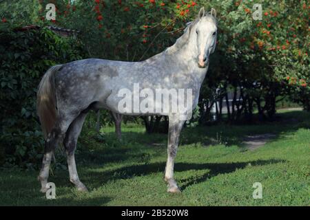 Puro cavallo spagnolo o PRE, ritratto contro verde giardino natura sfondo Foto Stock