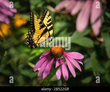 Monarch farfalla su un fiore echinacea viola in un prato estivo nella Pennsylvania orientale Foto Stock