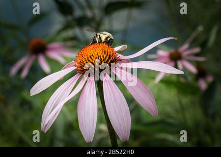 Ape bumble che alimenta su un fiore echinacea viola in un prato estivo nella Pennsylvania orientale Foto Stock