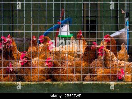 Polli in una penna per coop di pollo, Love Gorgie City Farm, Edimburgo, Scozia, Regno Unito Foto Stock