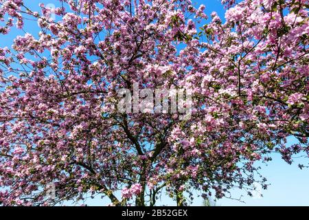 Alberi di primavera in fiore in giornata di sole, bel tempo alberi di mele rosa fiori in fiore sui rami contro il cielo blu Foto Stock