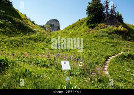 Fiore giallo genziano davanti ad Alpengarten Schynige Platte vicino Interlaken con una varietà di fiori alpini Foto Stock