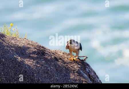 Falco pellegrino Foto Stock
