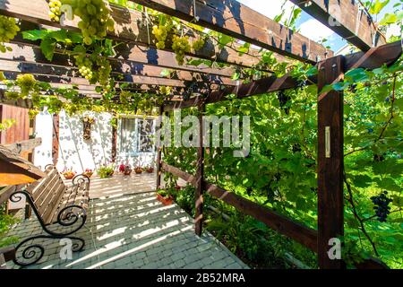 Il cortile posteriore del cottage con un baldacchino in legno fatto di travi - pergola. Le uve crescono sui bar e creano un'ombra. Sono visibili grappoli di uva Foto Stock