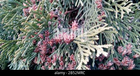 Thuja rami verdi a closeup. Sfondo sfocato di thuja. Foto Stock