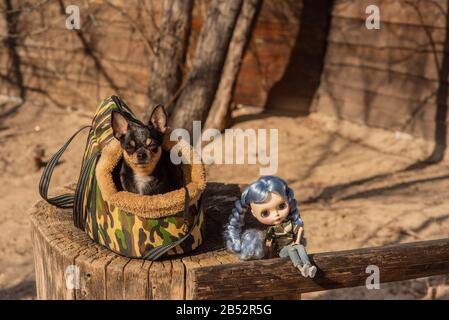 Cane Chihuahua. Bambola. Il cane è nella borsa per i cani. Chihuahua e una bambola con capelli blu sulla strada su un moncone. Chihuahua in una borsa per vivere qualcosa Foto Stock