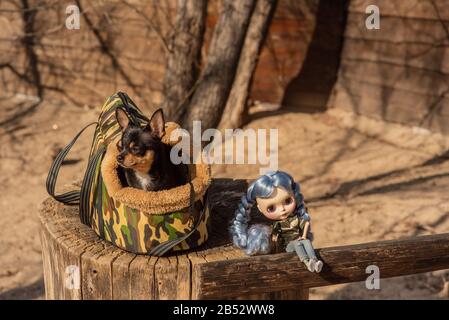 Cane Chihuahua. Bambola. Il cane è nella borsa per i cani. Chihuahua e una bambola con capelli blu sulla strada su un moncone. Chihuahua in una borsa per vivere qualcosa Foto Stock