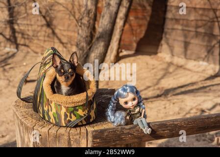 Cane Chihuahua. Bambola. Il cane è nella borsa per i cani. Chihuahua e una bambola con capelli blu sulla strada su un moncone. Chihuahua in una borsa per vivere qualcosa Foto Stock